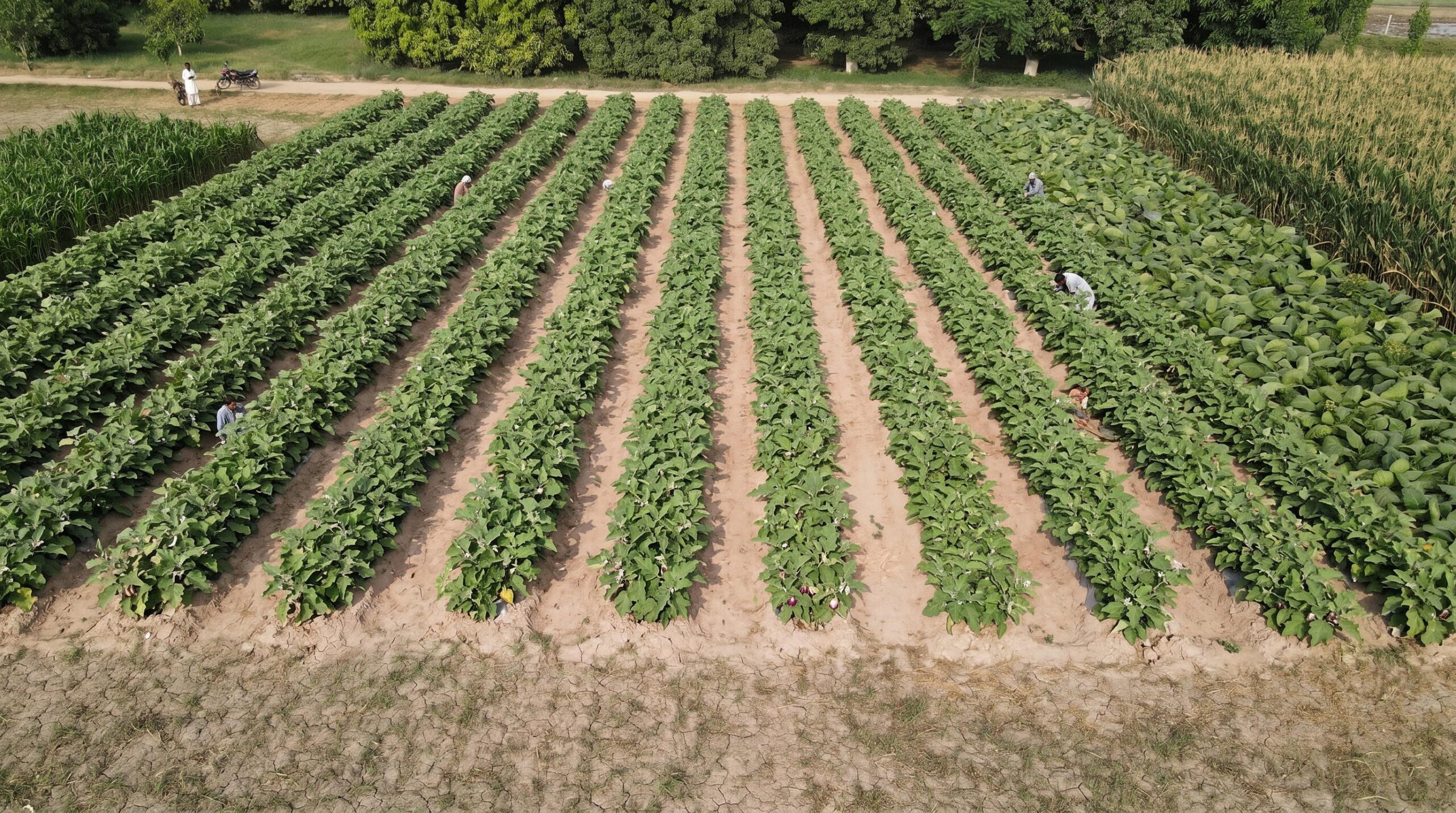 Vegetable fields